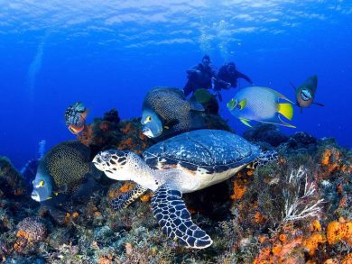 Дайвинг на Красном море: полное руководство