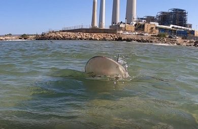 Акулы у берегов Израиля: первая смертельная атака за 80 лет