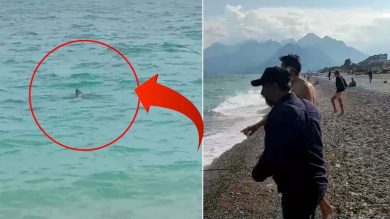 У пляжа Коньяалты в Анталье заметили двухметровую акулу